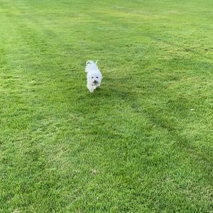 Meet your Posher, Irene